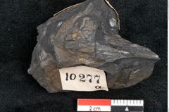 Foto (Detailansicht) von Baiera australis Ettingshausen (NHMW-GEO-2024-0188-10277a)
